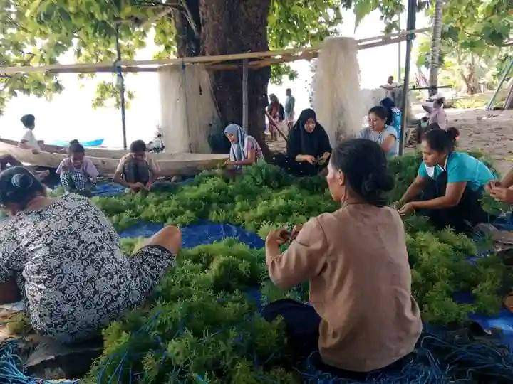 Training Seaweed Farmers in Bioreactor Cultivation
