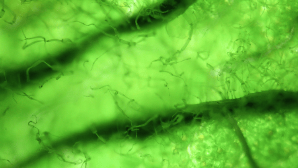 Microalgae Play a Vital Role in Global Oxygen Production